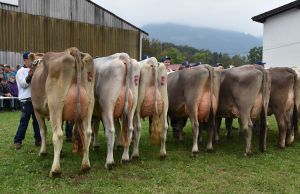 009Schneuter mittlere alle